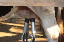 Máquina de ordeño aplicada a la ubre de una vaca
