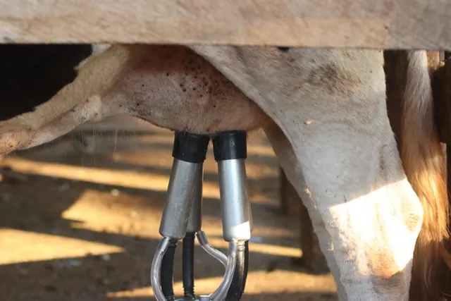 Máquina de ordeño aplicada a la ubre de una vaca