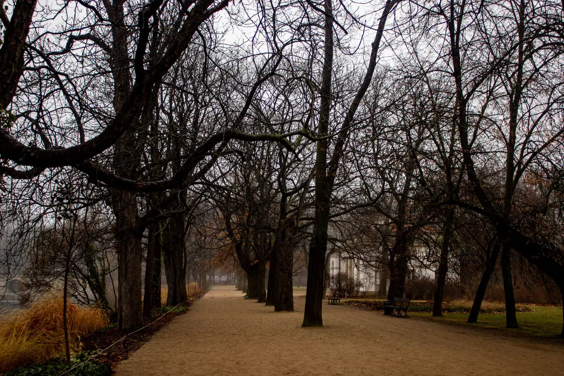 Camino arbolado en un parque en un día de niebla