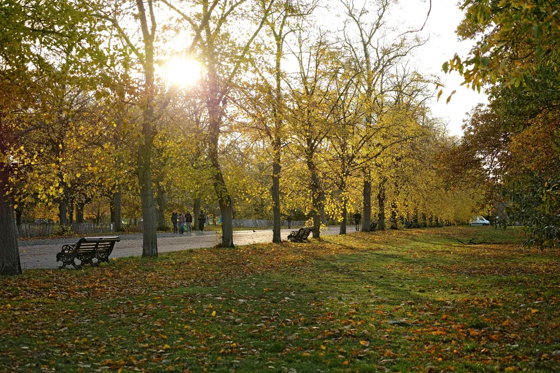 Un parque con bancos y árboles en otoño
