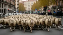 Un rebaño de ovejas recorre una avenida urbana flanqueada por edificios clásicos