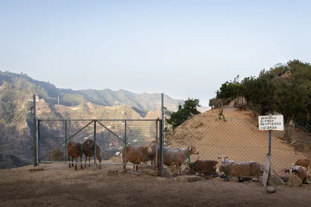 Cabras y ovejas en un corral con vallado metálico en terreno montañoso y árido