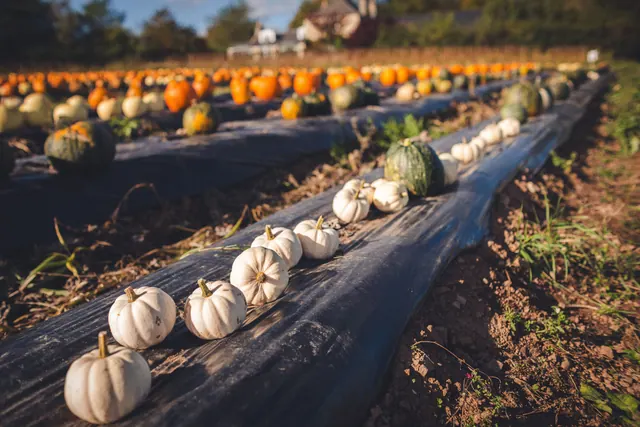 Filas de calabazas de distintos colores en un campo de cultivo