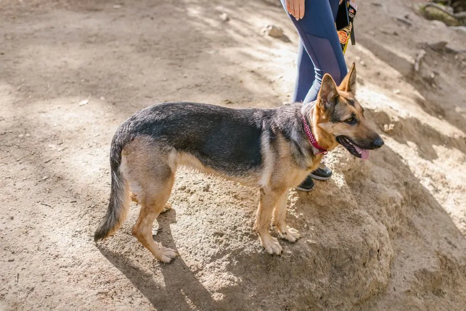 Perro caminando junto a su dueño por sendero de montaña en paisaje rural español