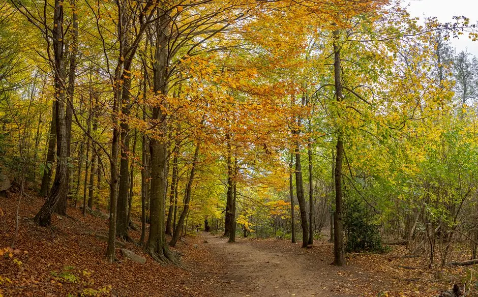 Bosque en otoño con sendero entre árboles de colores ocres y dorados