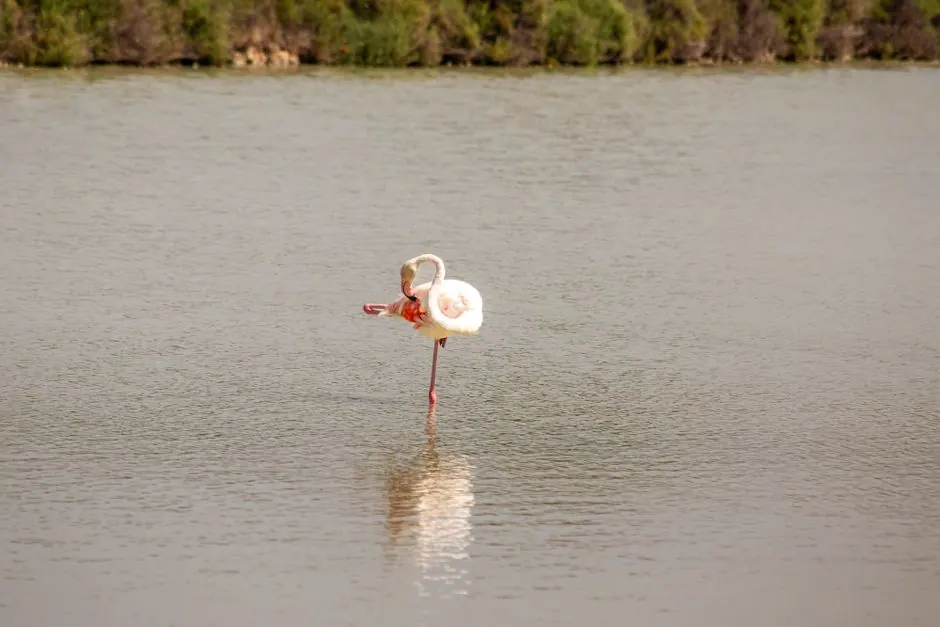 Marismas del Parque Nacional de Doñana con aves acuáticas al atardecer, Huelva