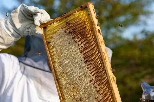 Apicultor trabajando con colmenas tradicionales en el campo español