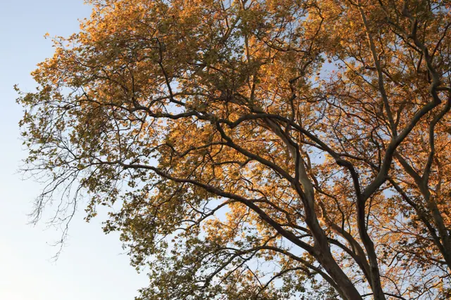 Copa de un árbol con hojas otoñales contra el cielo
