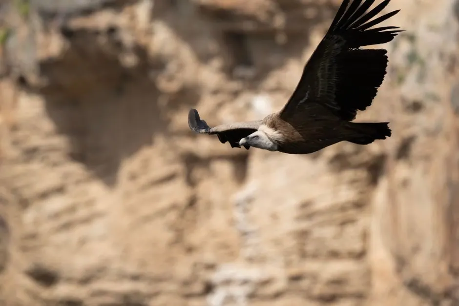 Águila real en vuelo sobre montañas españolas