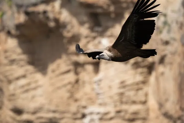 Águila real en vuelo sobre montañas españolas