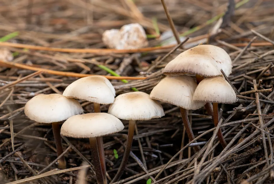 Setas silvestres creciendo en un bosque español durante la temporada de otoño
