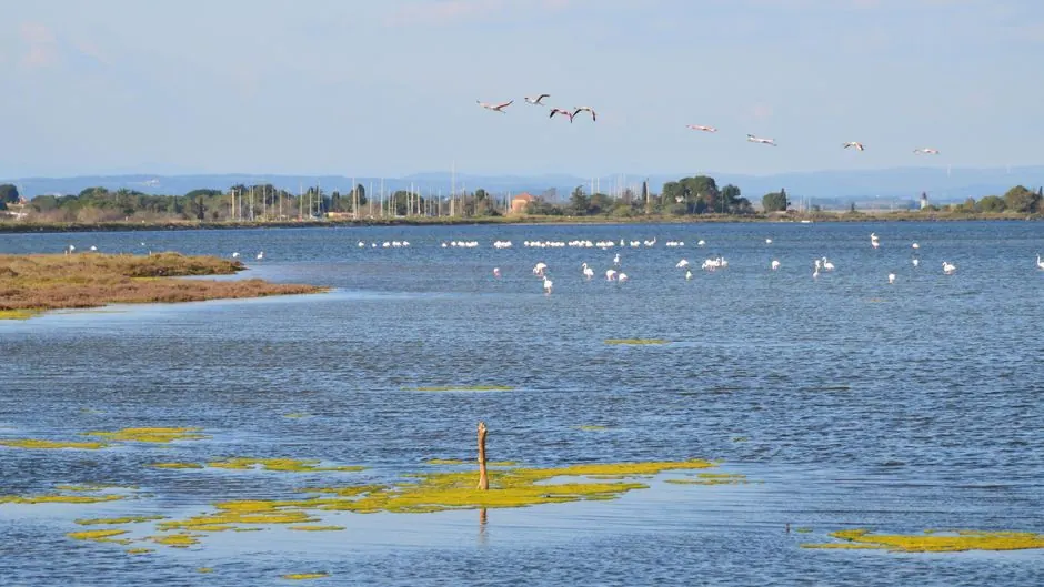 Humedal de reserva natural española con aves acuáticas y vegetación palustre al atardecer