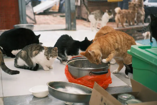 Varios gatos comiendo de una olla en un refugio de animales
