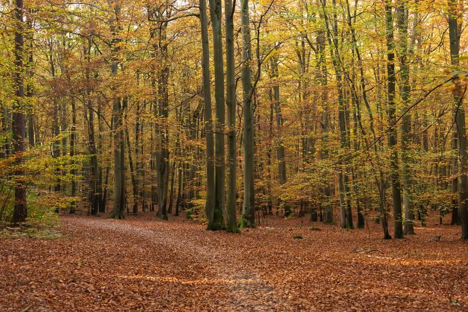 Sendero entre hayas en un bosque de hayedo en otoño