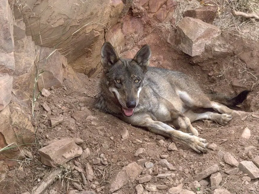 Lobo ibérico en su hábitat natural entre vegetación mediterránea