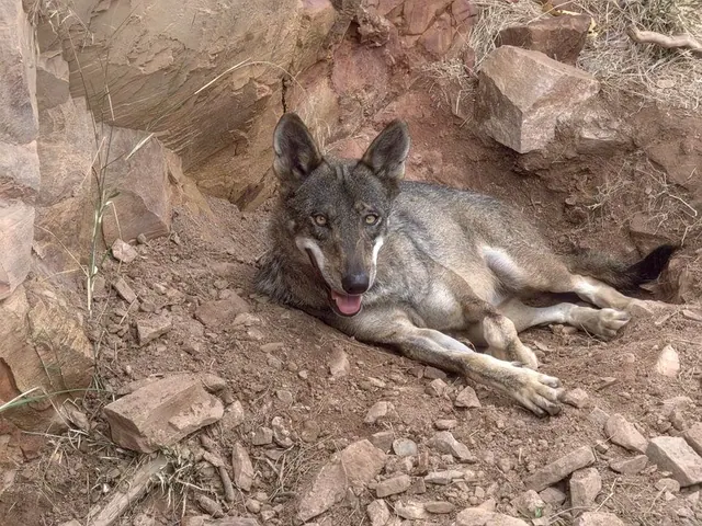 Lobo ibérico en su hábitat natural entre vegetación mediterránea