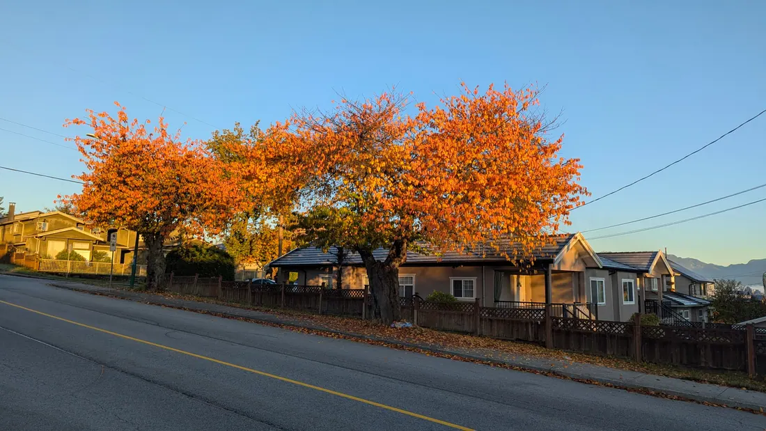 Calle residencial con árboles y cielo despejado en una mañana de otoño
