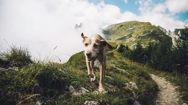 Senderista caminando con su perro por un sendero de montaña en España