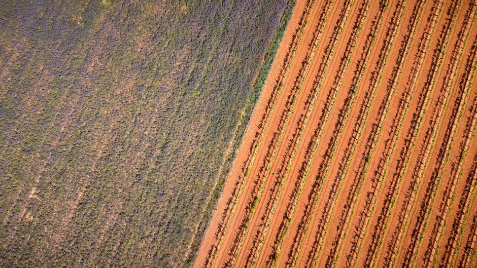 Viñedos en vendimia con racimos de uvas maduras y paisaje rural español