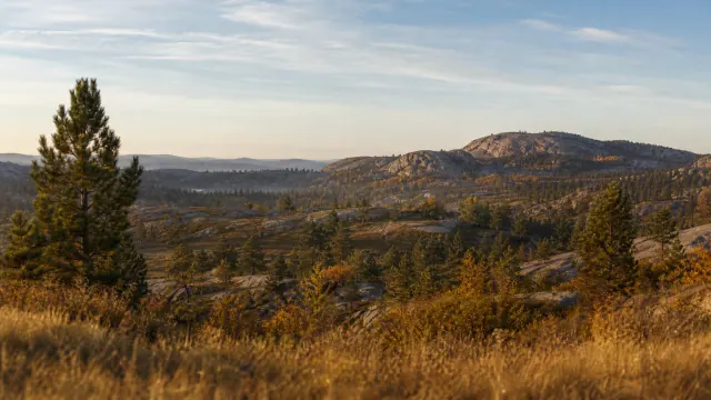Paisaje de bosque mixto con montañas boscosas al atardecer