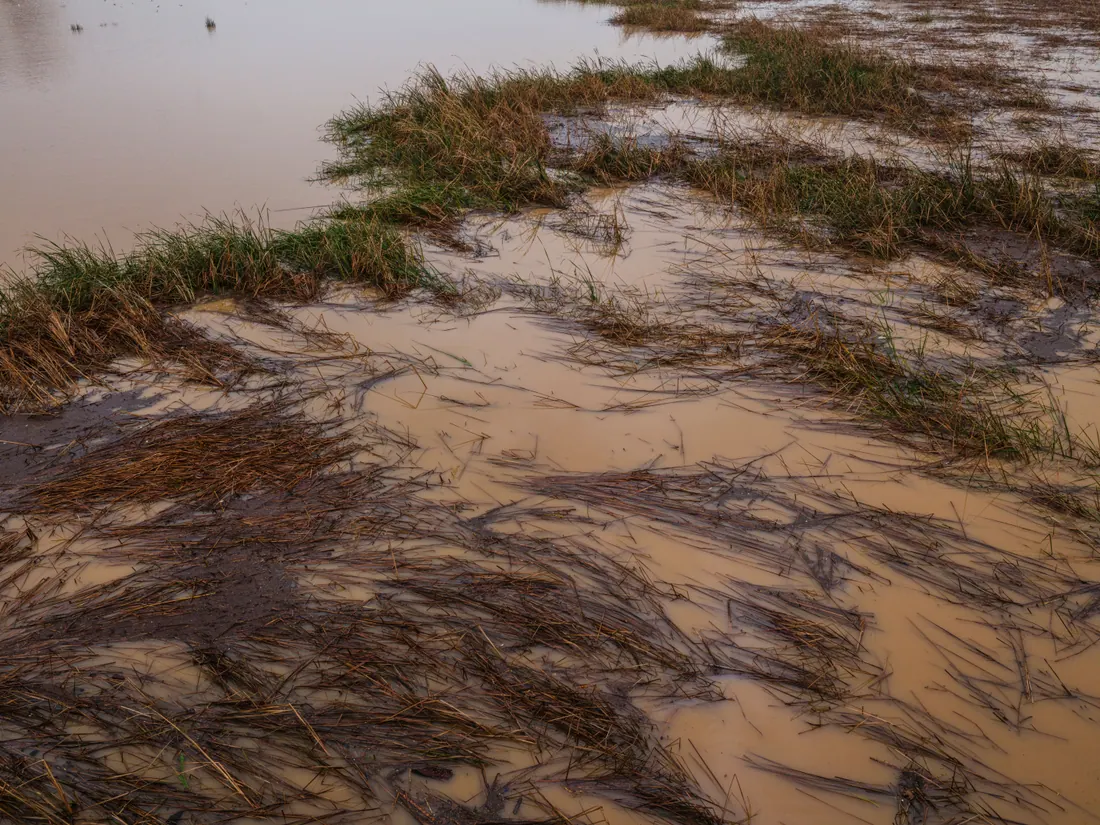 Campo inundado con hierba y agua embarrada