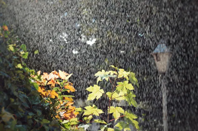 Lluvia cayendo sobre plantas y una farola