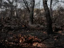 Bosque calcinado tras un incendio forestal