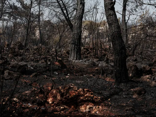 Bosque calcinado tras un incendio forestal