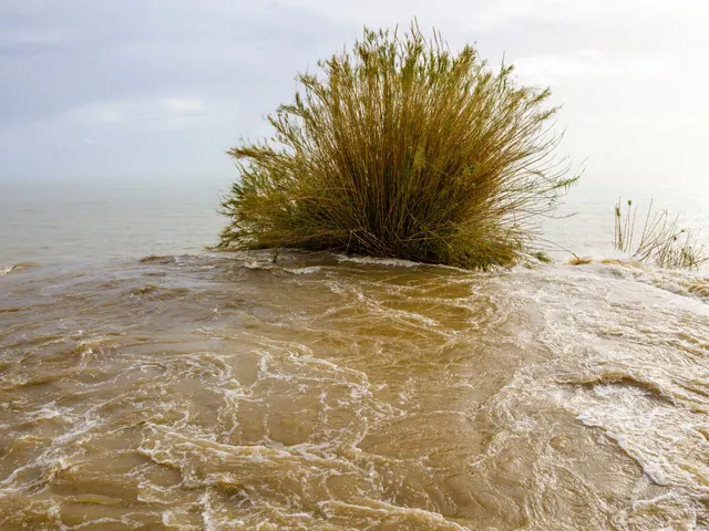 Un arbusto rodeado por agua turbia durante una inundación