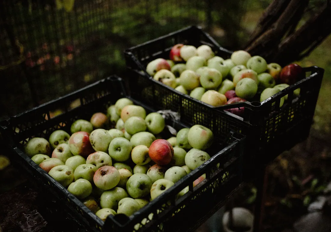Cajas de plástico llenas de manzanas recién recolectadas
