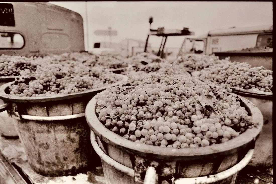 Cestas llenas de uvas recién vendimiadas durante la vendimia