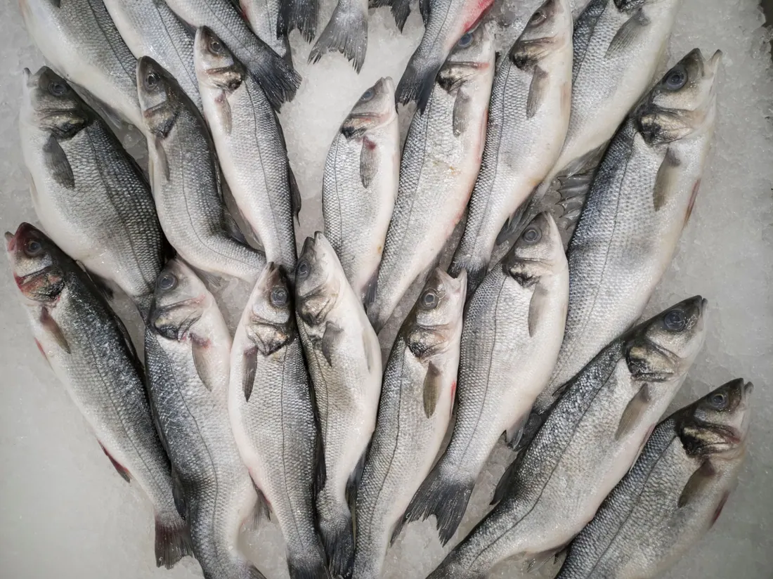 Pescado fresco dispuesto sobre hielo en una pescadería