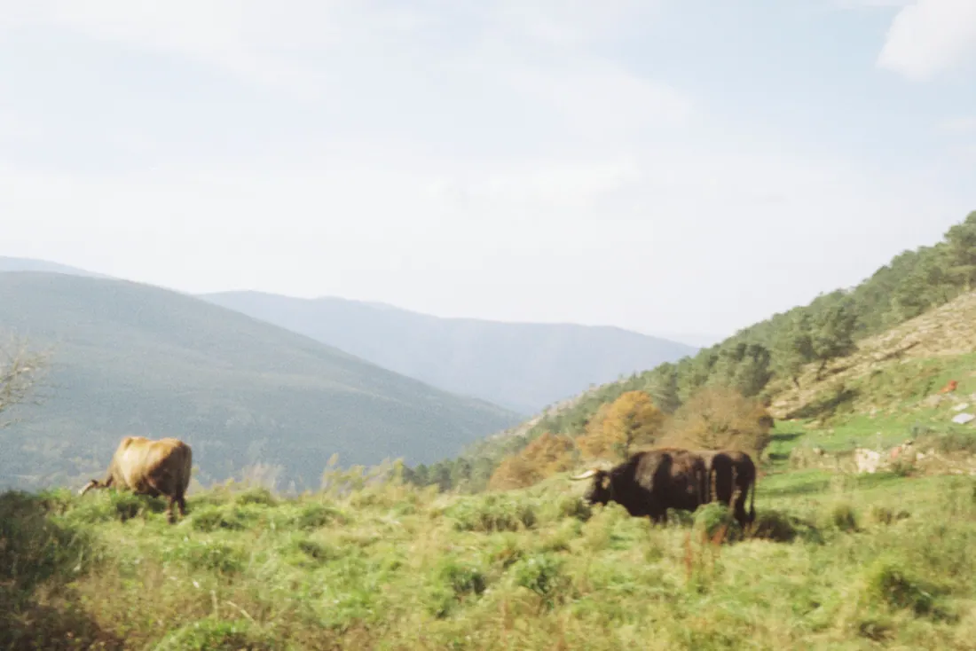 Dos vacas pastando en una ladera montañosa