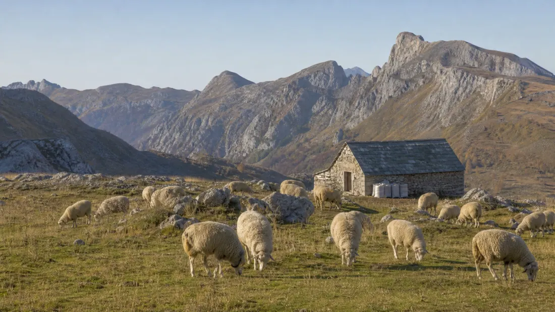 Rebaño de ovejas pastando junto a una casa de piedra en un valle de montaña