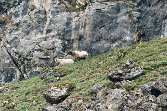 Ovejas y un perro pastando en una ladera rocosa
