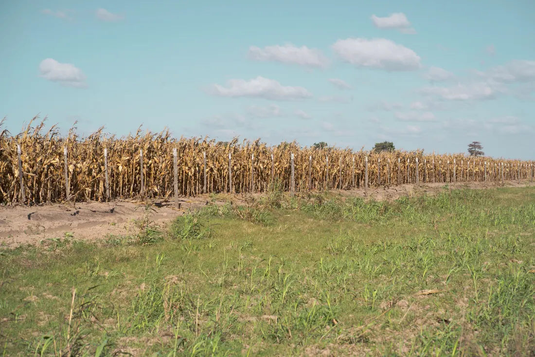 Campo de maíz seco junto a una zona de hierba