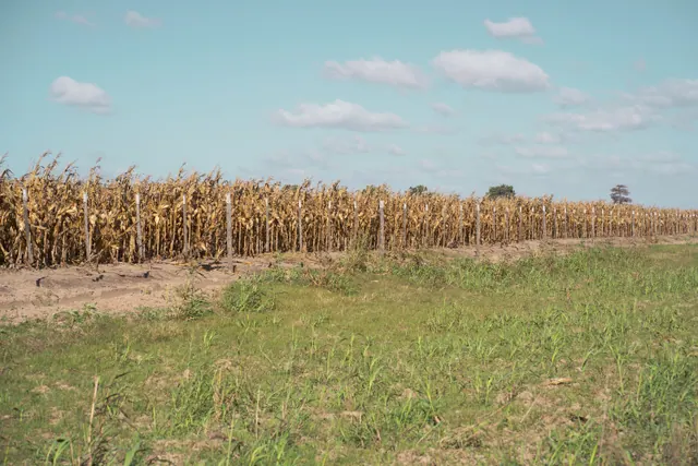 Campo de maíz seco junto a una zona de hierba