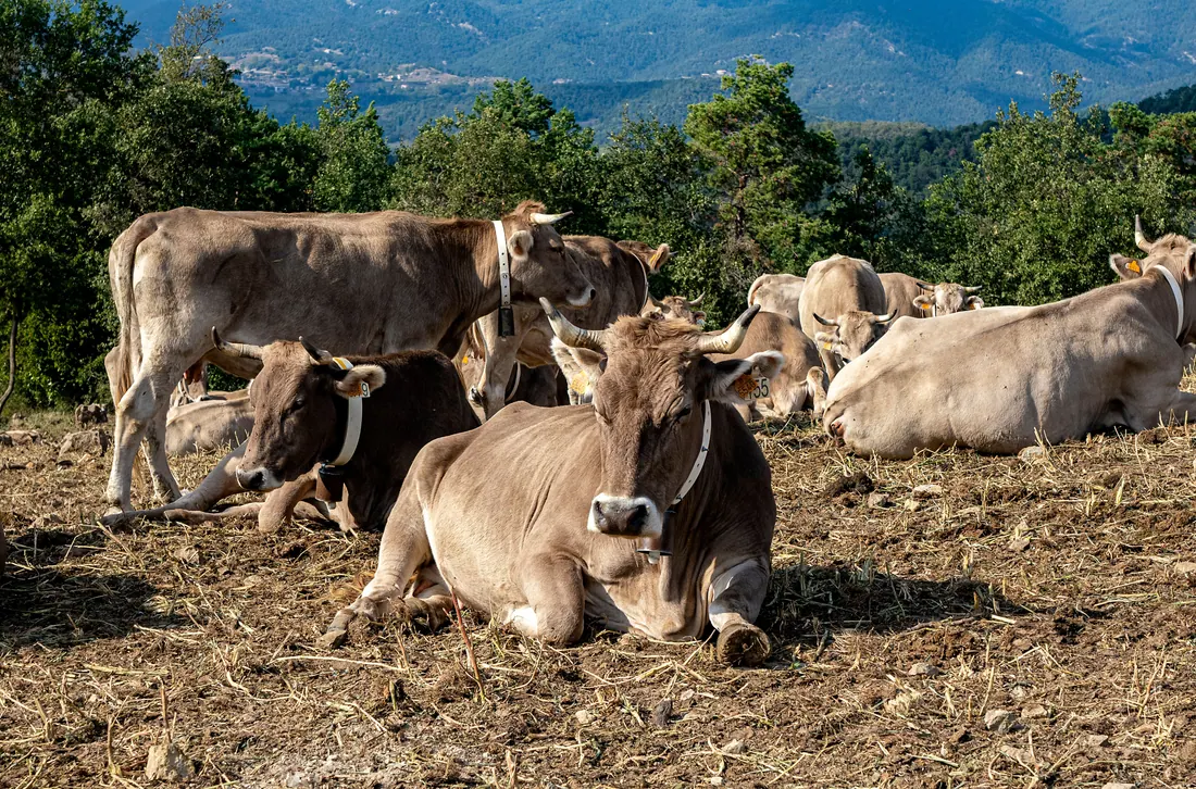 Un rebaño de vacas descansando en un prado de montaña