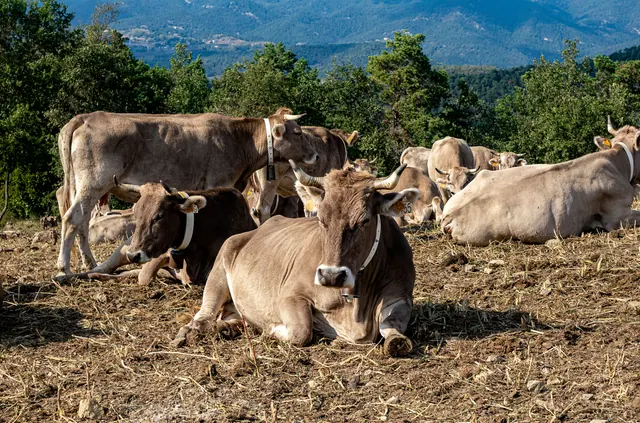 Un rebaño de vacas descansando en un prado de montaña