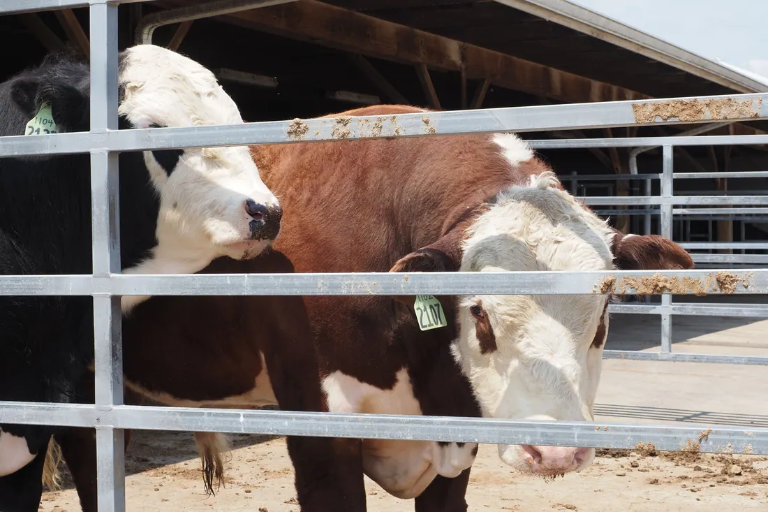 Vacas con etiquetas de identificación en un corral con vallas metálicas