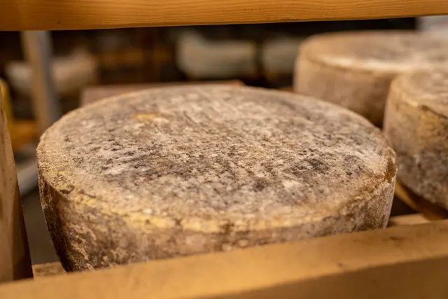Ruedas de queso curado reposando en estanterías de madera