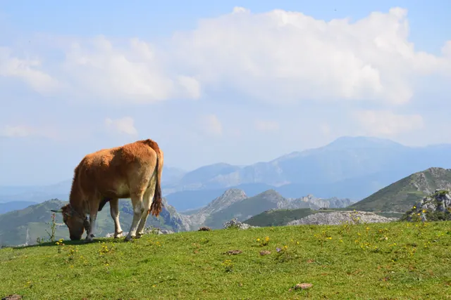 Vacas pastando en una explotación ganadera del occidente asturiano
