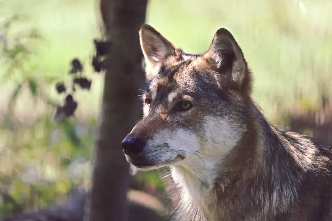 Ejemplar de lobo ibérico en un entorno de monte