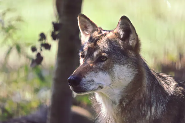 Ejemplar de lobo ibérico en un entorno de monte