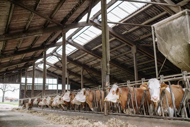 Vacas en una cuadra de una explotación ganadera del oriente de Asturias