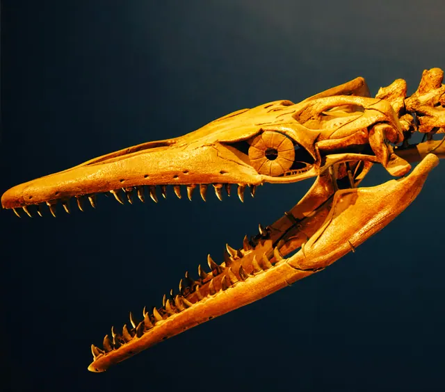 Cráneo fósil de un reptil marino prehistórico con numerosos dientes afilados sobre fondo oscuro
