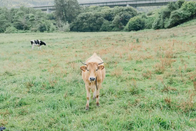 Vacas pastando en una explotación ganadera asturiana