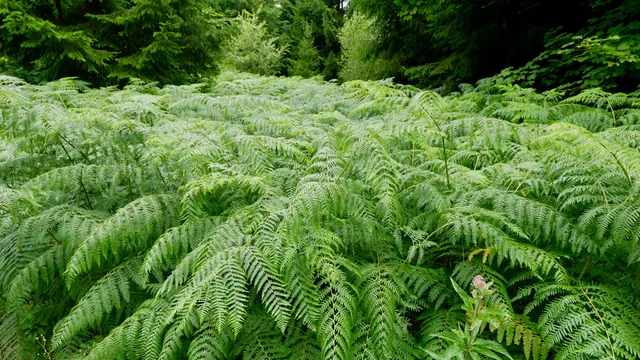Un helechal cubre el suelo de un bosque