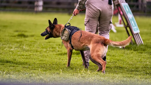 Un perro policía con arnés es guiado con correa sobre césped