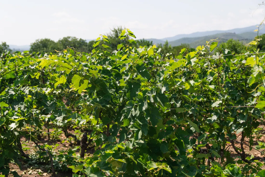 Viñedo con montañas al fondo
